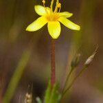 Leptosiphon acicularis Flors