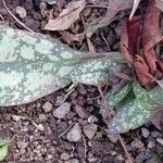 Pulmonaria officinalis পাতা