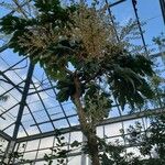 Tetrapanax papyrifer Tabia