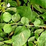 Plumbago zeylanica Blad