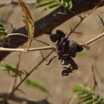 Dichrostachys cinerea Fruit