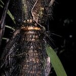 Aiphanes minima Corteza