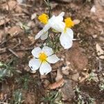 Helianthemum lippii Folla