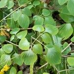 Dactylicapnos scandens Ліст