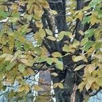 Acer davidii Feuille