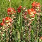 Castilleja coccinea Habit