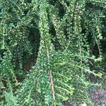 Cotoneaster nan-shan ഇല