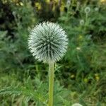 Echinops sphaerocephalusফুল