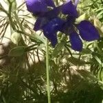 Delphinium ajacis Kwiat
