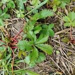 Potentilla anglica Leaf