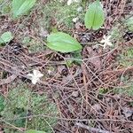Coptis trifolia Blüte