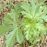 Hibiscus trionum Folha