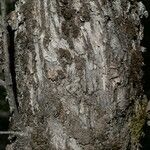 Quercus chrysolepis Kabuk