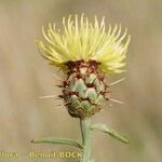 Centaurea sicula ফল