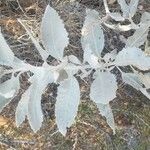 Eriodictyon tomentosum Leaf
