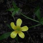 Ranunculus hispidus Flower