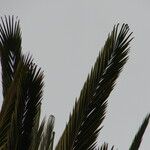 Phoenix canariensis Leaf