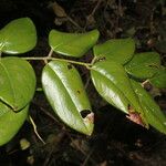 Dalbergia retusa Leaf