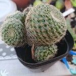 Rebutia heliosa Leaf