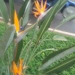 Strelitzia reginaeFlower