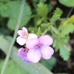 Erucaria hispanica Fleur