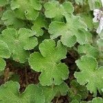 Geranium renardii Leaf