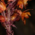 Diglyphosa latifolia 花