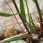 Lolium rigidum Leaf