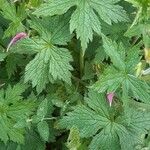 Geranium palustreLeaf