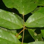 Eugenia basilaris Frunză
