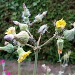 Sonchus oleraceus Fula