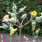 Sonchus oleraceus Blomma