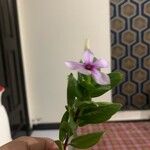 Catharanthus roseus Floare