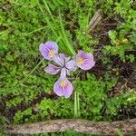 Iris tenax Floare