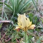 Iris variegata Blomst