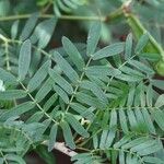 Calliandra surinamensis Benth.Leaf