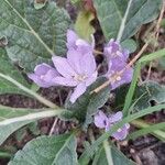 Mandragora officinarum Blodyn
