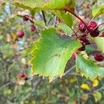 Crataegus douglasii Fuelha