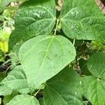 Phaseolus vulgaris Blatt