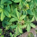 Potentilla thurberi 葉