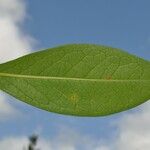 Chionanthus broomeanus Feuille