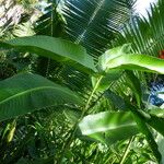 Heliconia hirsuta Ліст