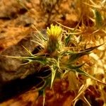 Atractylis babelii Flower