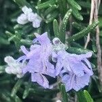 Salvia jordanii 花