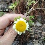 Cota austriaca Flower