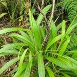 Setaria palmifolia Blad