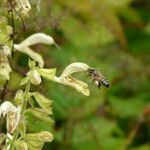 Salvia glutinosa Flor