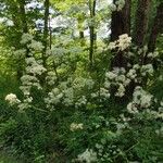 Thalictrum pubescensFlor