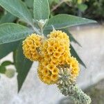 Buddleja globosa फूल