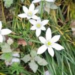 Ornithogalum divergensÕis